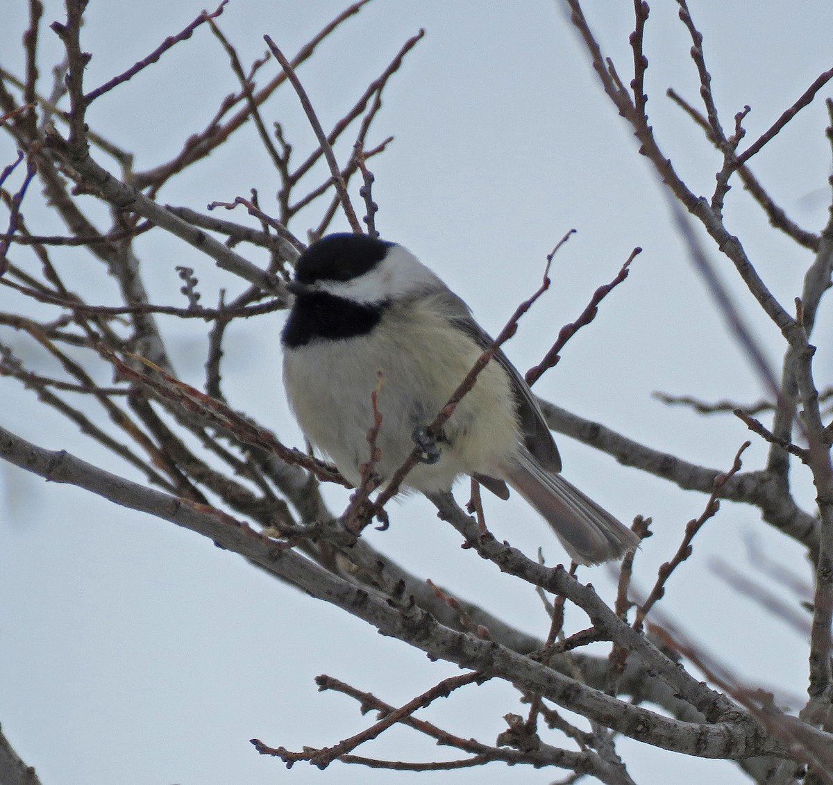 Black-capped Chickadee - ML306169441