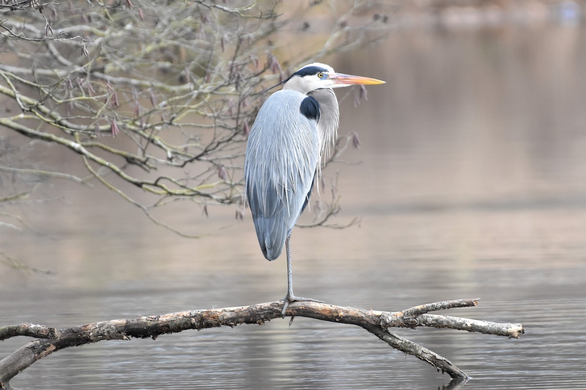 Great Blue Heron - ML306169631