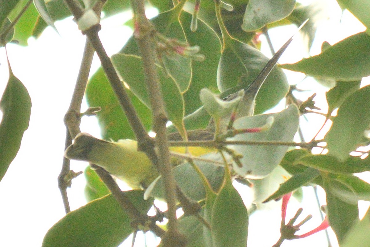 Little Spiderhunter - Renuka Vijayaraghavan