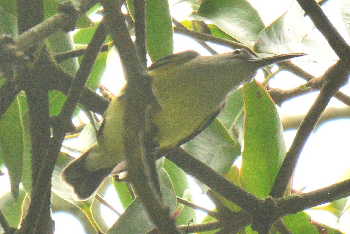 Little Spiderhunter - Renuka Vijayaraghavan