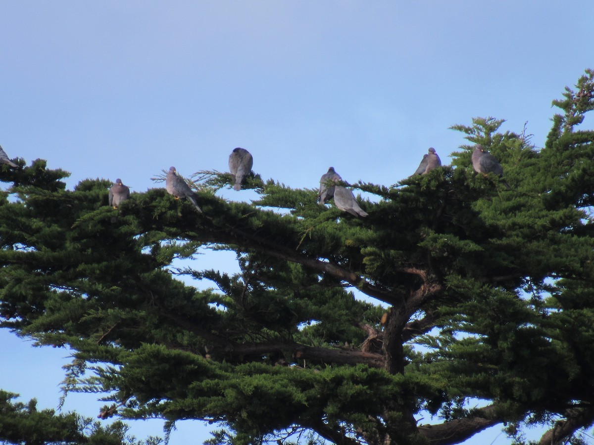 Band-tailed Pigeon - ML306171651