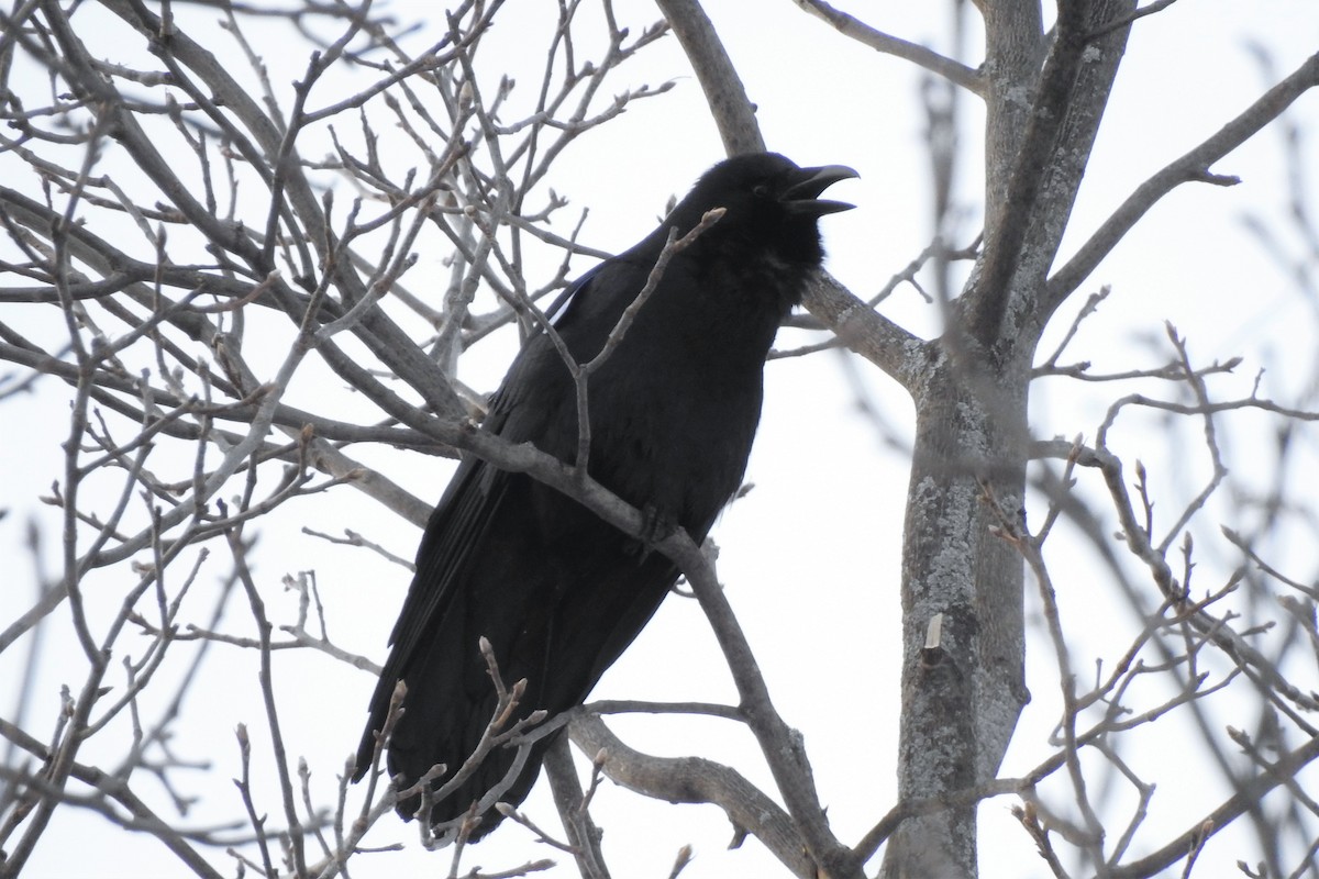 Fish Crow - ML306171871