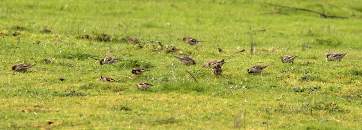 Spanish Sparrow - ML306174701