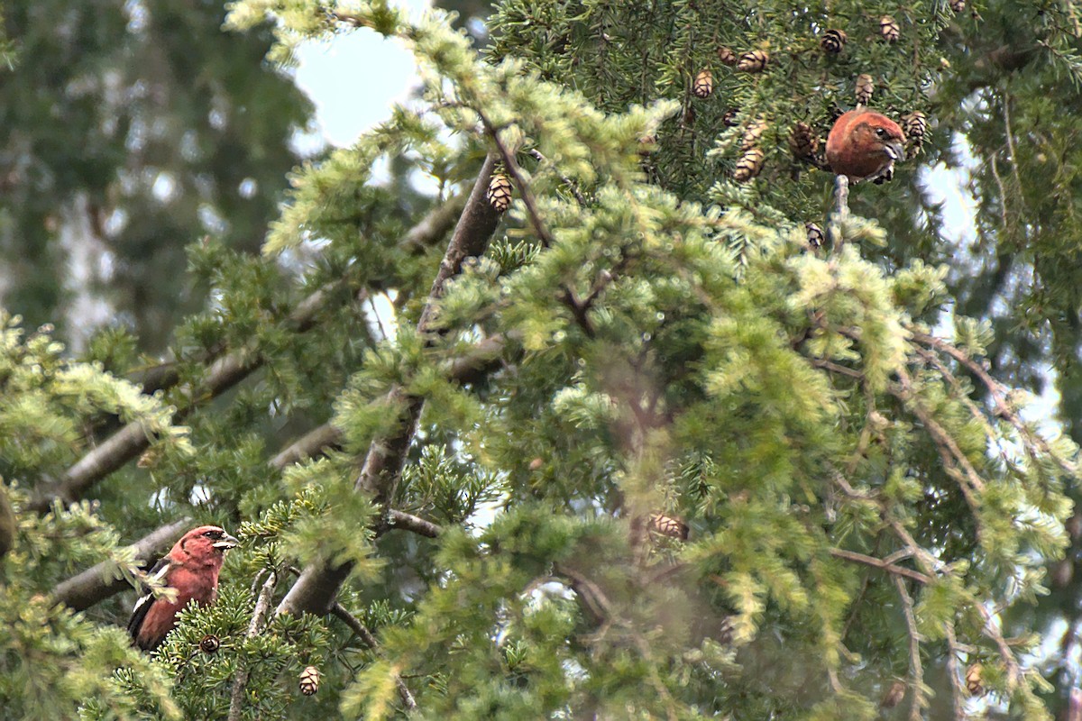 White-winged Crossbill - ML306174901