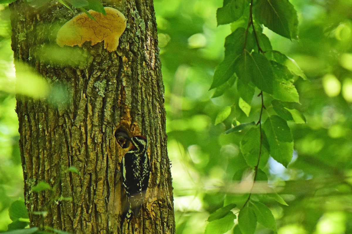 Yellow-bellied Sapsucker - ML30617971