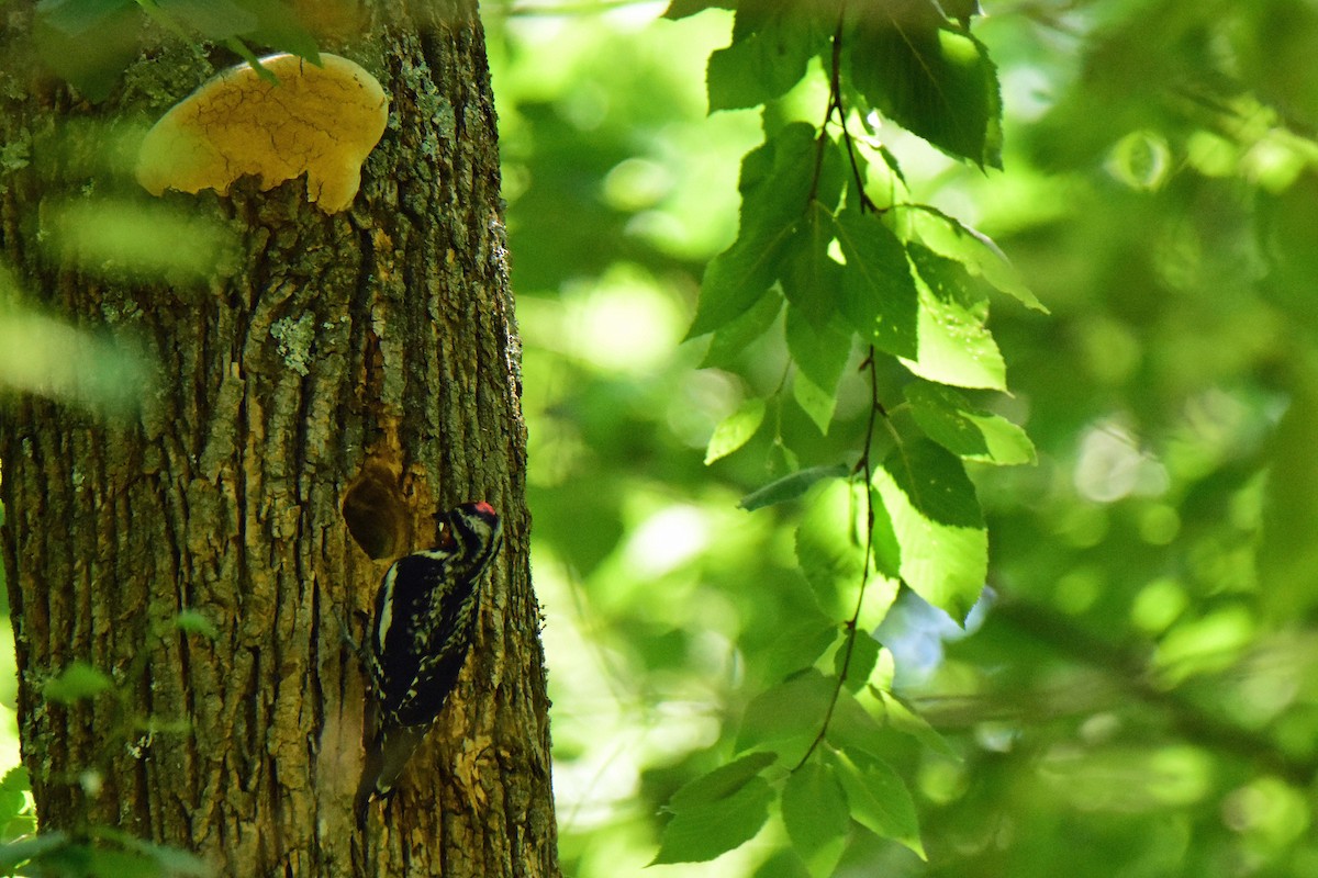 Yellow-bellied Sapsucker - Paul Lewis