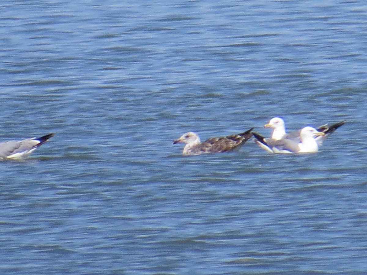 Lesser Black-backed Gull - ML30618171