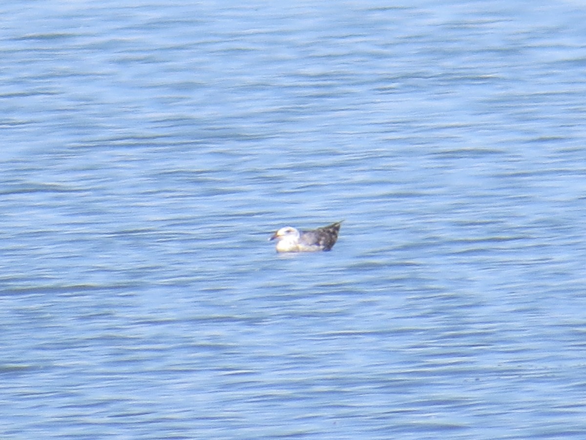 Lesser Black-backed Gull - ML30618181