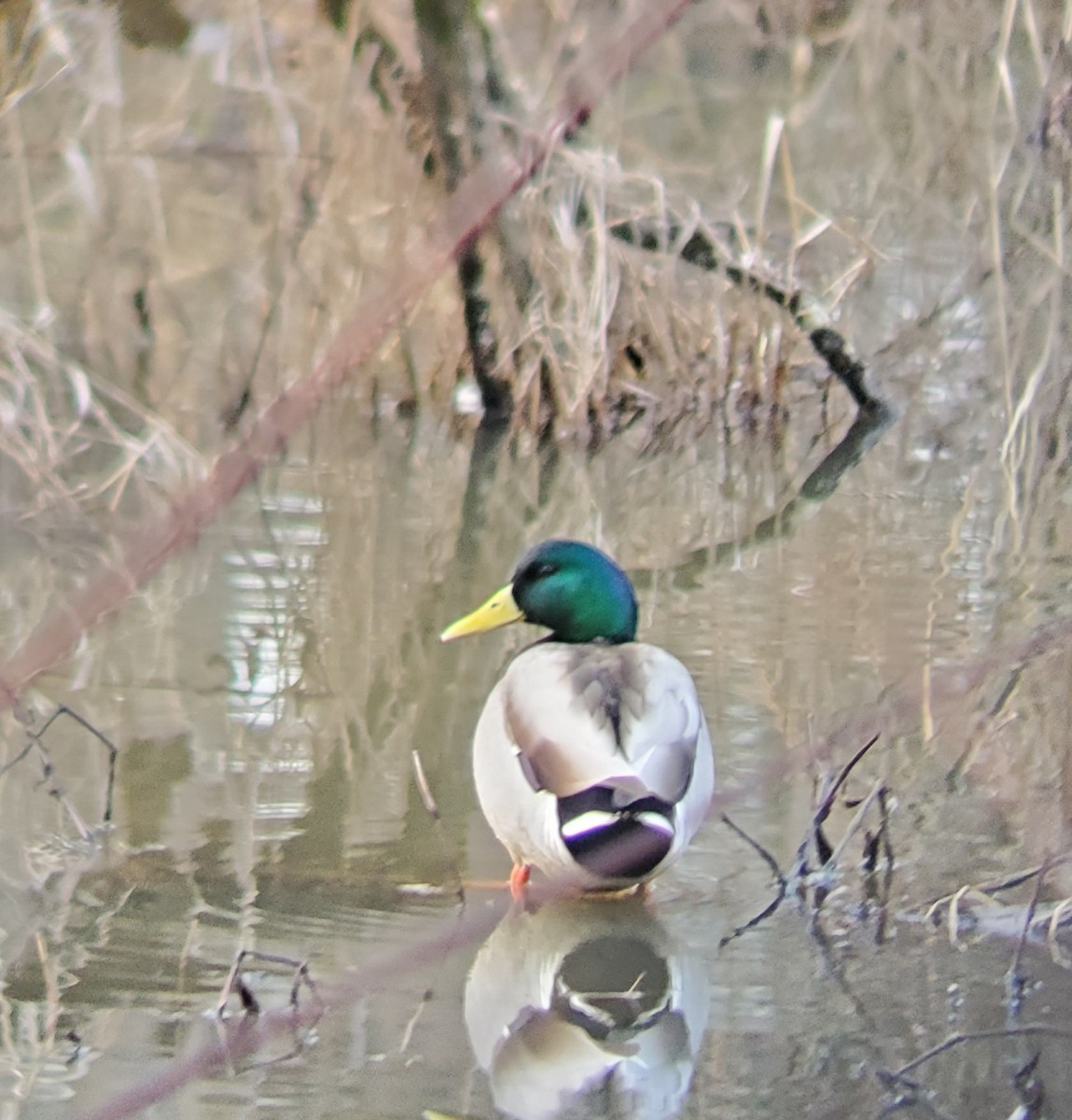 Mallard - Rand Michaels