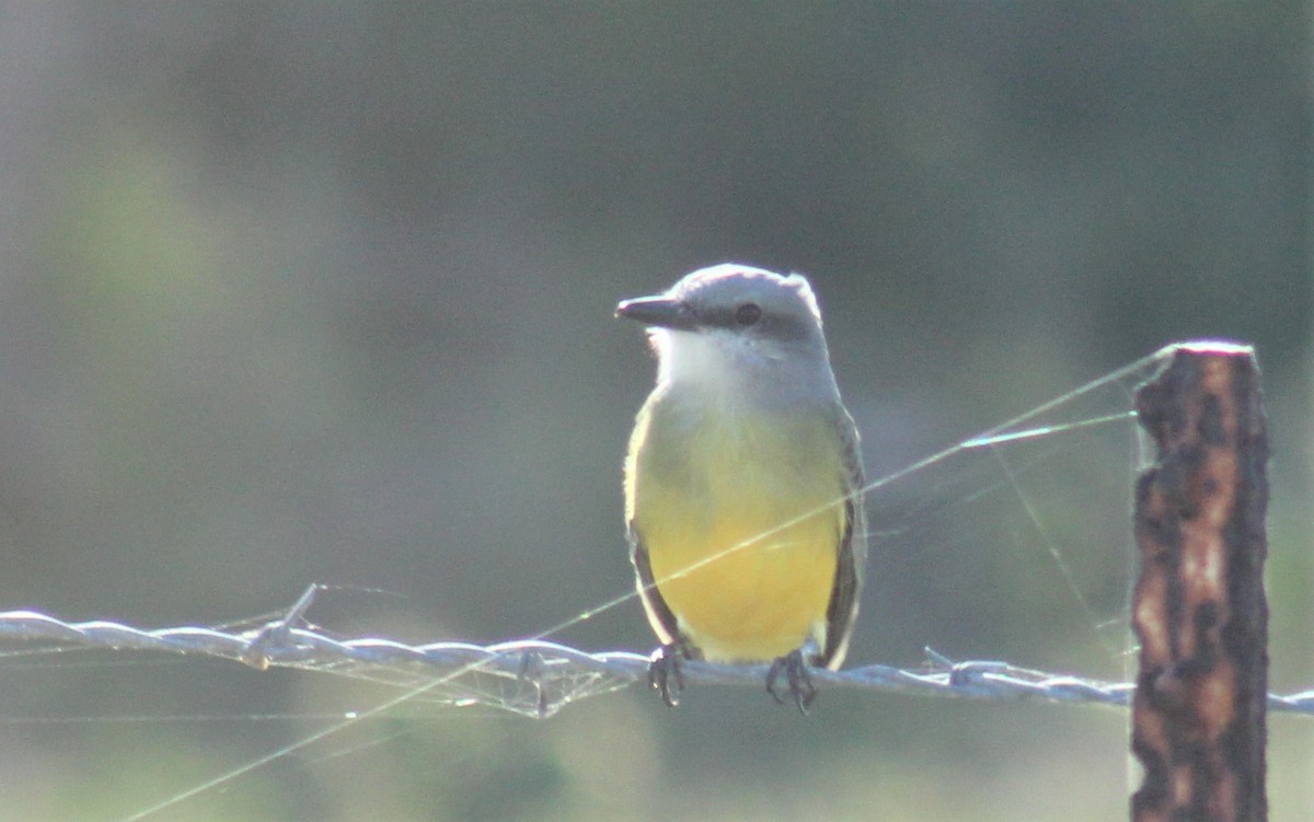 Tropical Kingbird - ML306182421