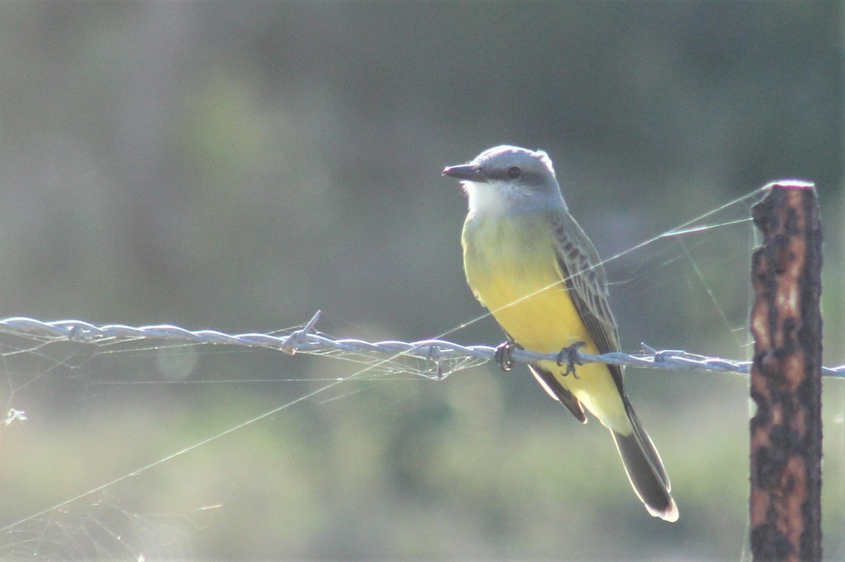 Tropical Kingbird - ML306182431