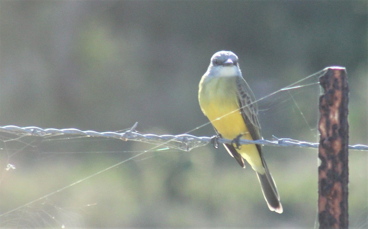 Tropical Kingbird - ML306182461