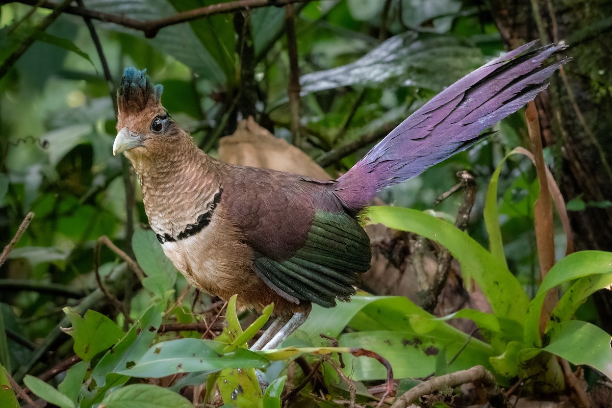 Rufous-vented Ground-Cuckoo - ML306182491