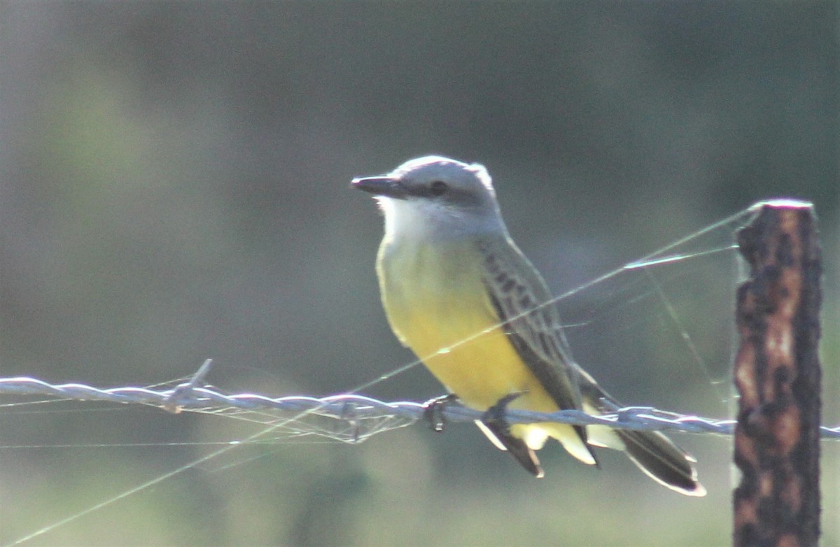 Tropical Kingbird - Jon. Anderson