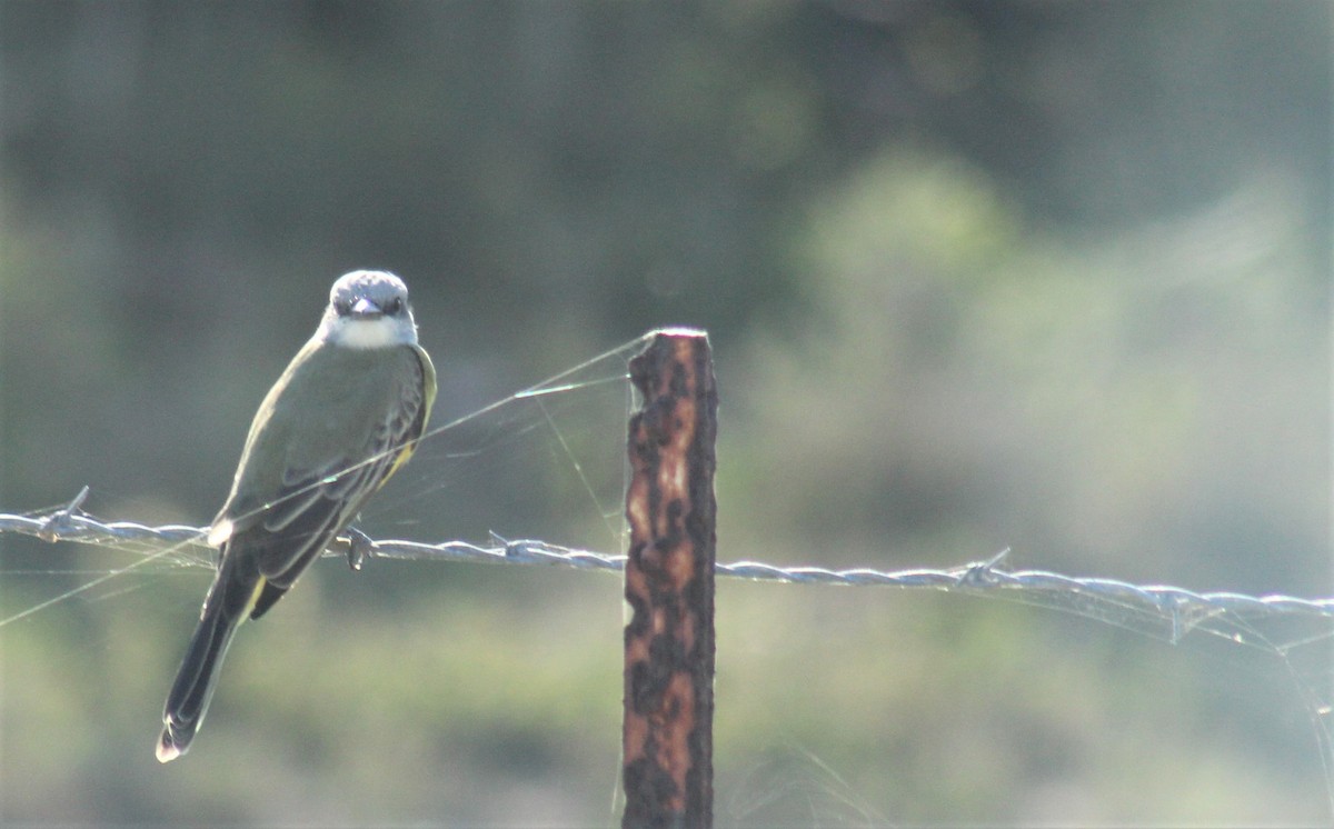 Tropical Kingbird - ML306182531