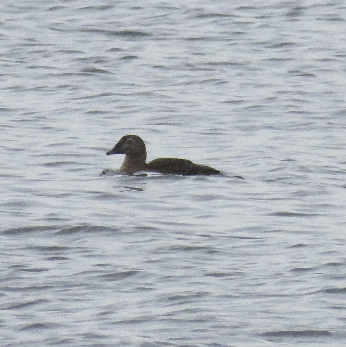 King Eider - ML306184581