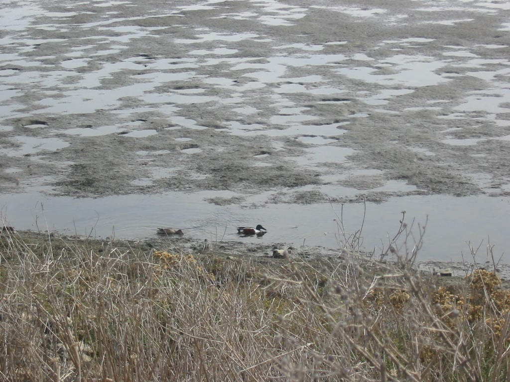 Northern Shoveler - Dana  Schroeder