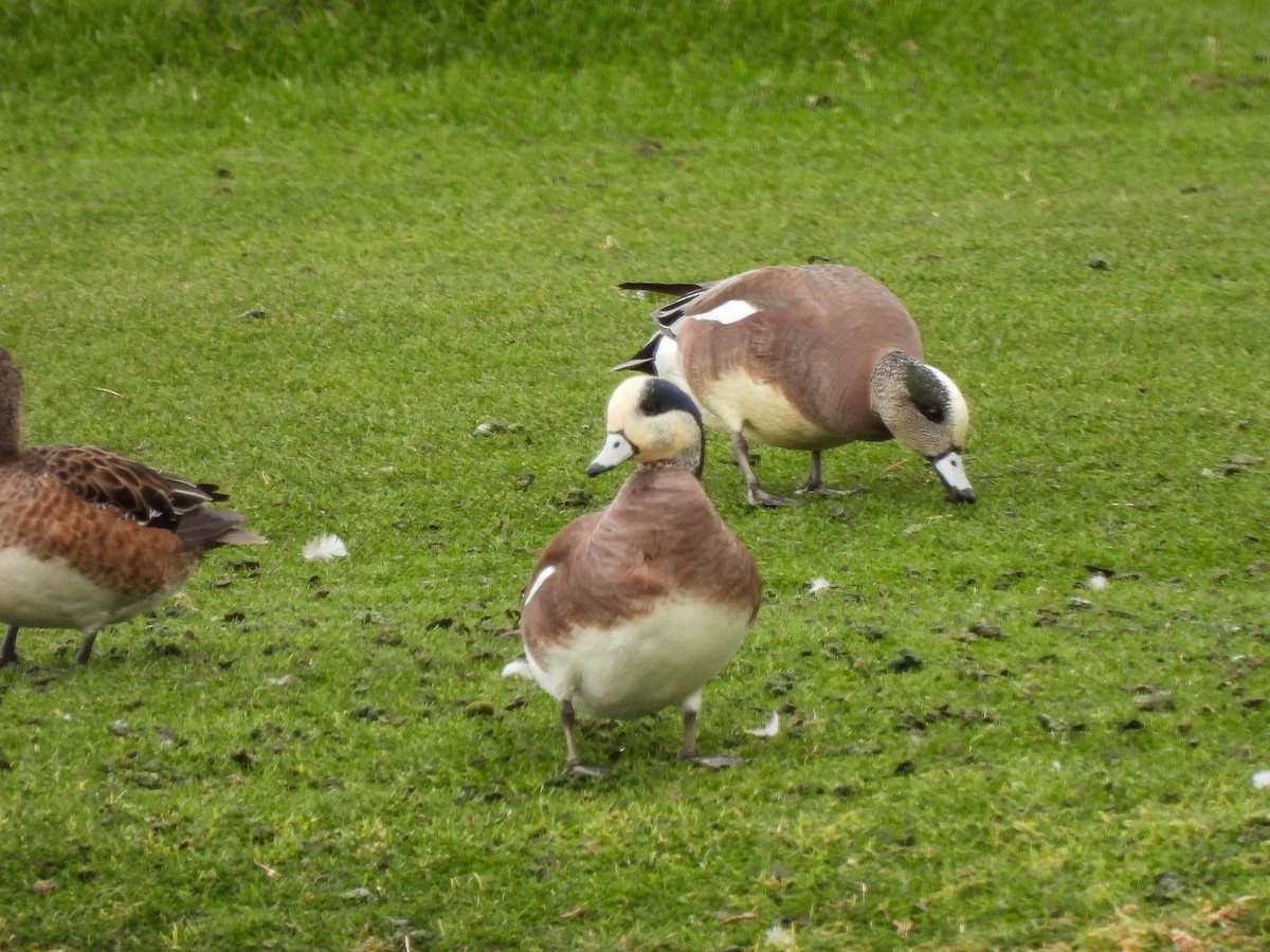 American Wigeon - Charity Hagen