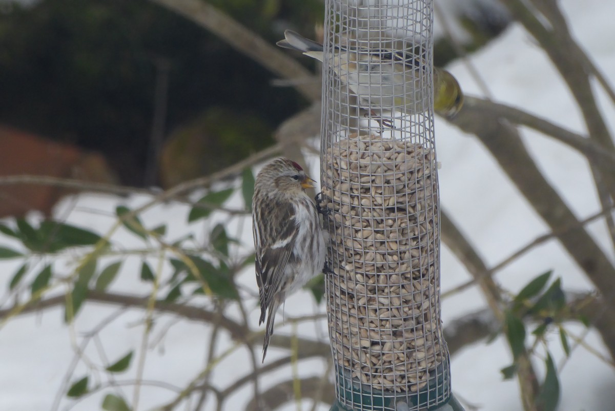 Common Redpoll - ML306185441