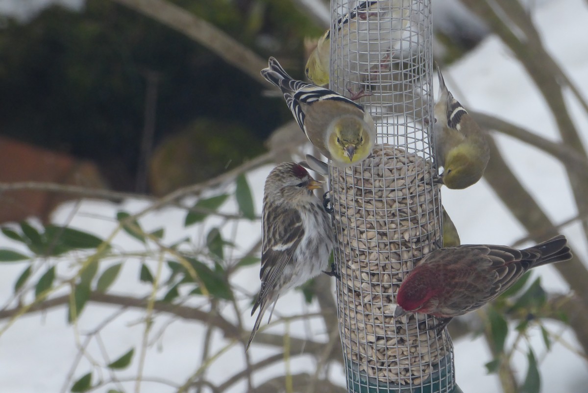 Common Redpoll - ML306185521