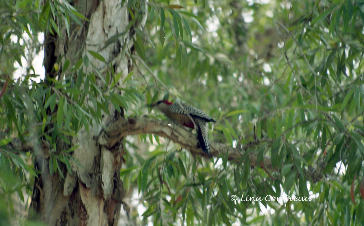 West Indian Woodpecker - ML306186171