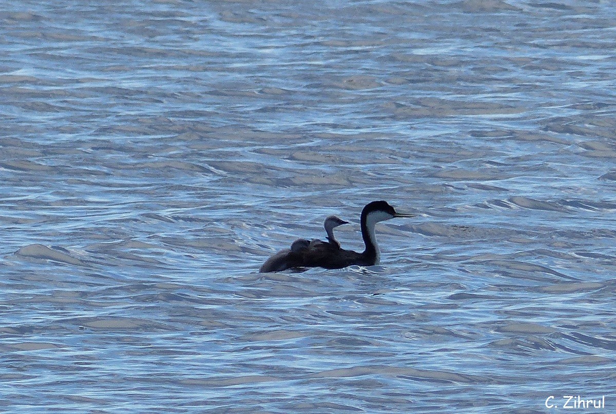 Western Grebe - ML30618681