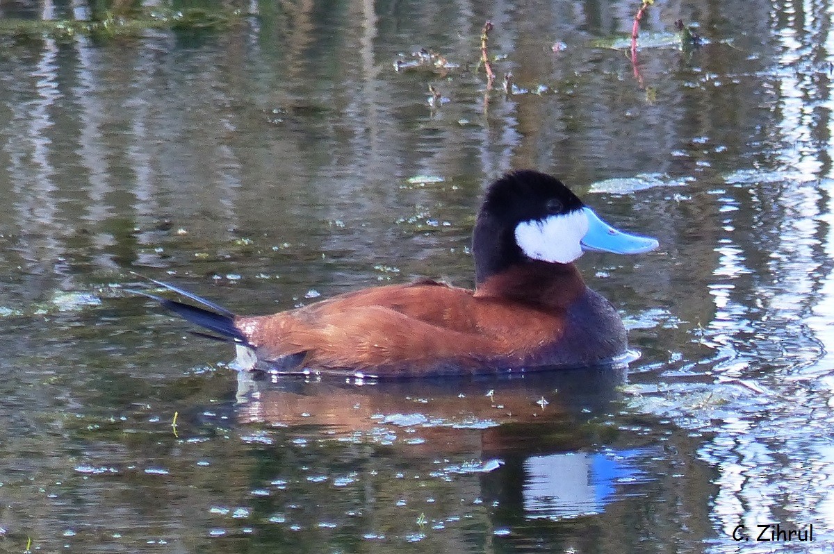 Érismature rousse - ML30618711