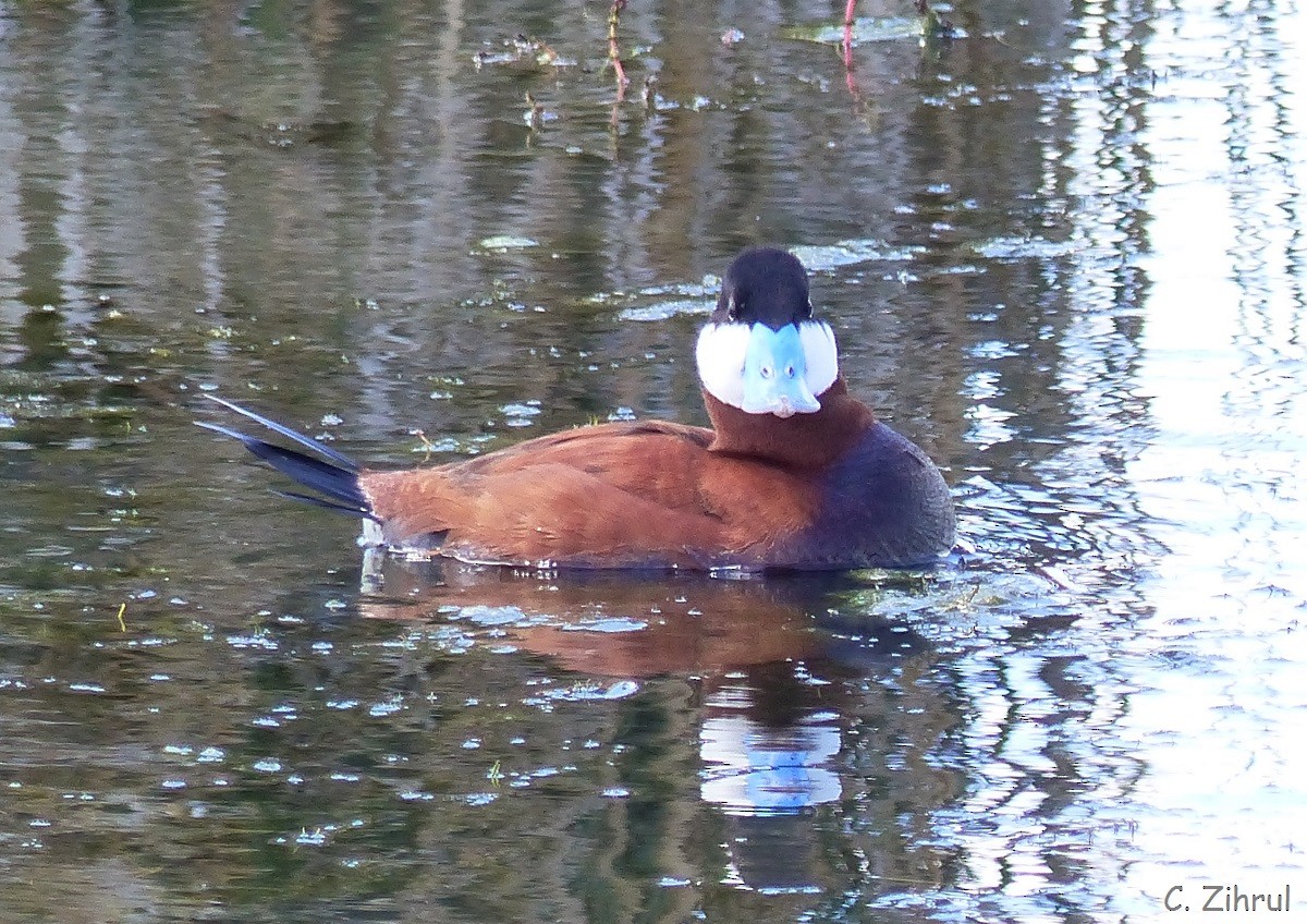 Érismature rousse - ML30618721