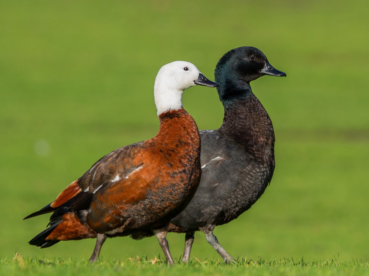 Paradise Shelduck - Tadorna variegata - Birds of the World