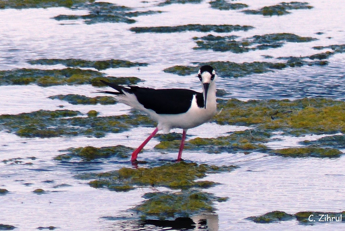 Black-necked Stilt - Christine Zihrul