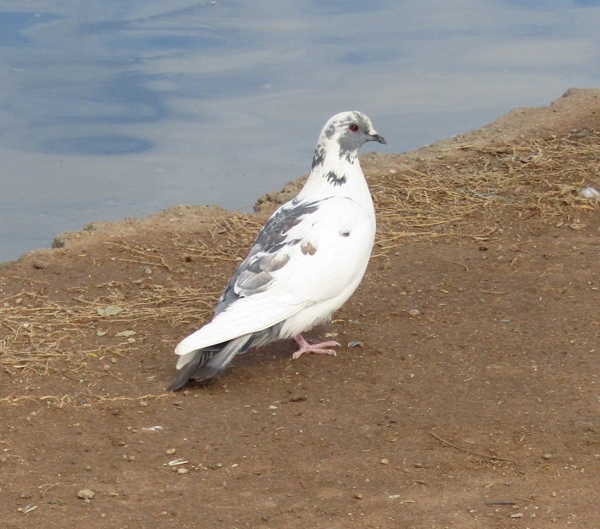 Rock Pigeon (Feral Pigeon) - ML306188121