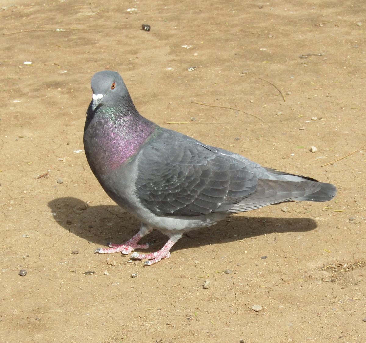 Rock Pigeon (Feral Pigeon) - ML306188131