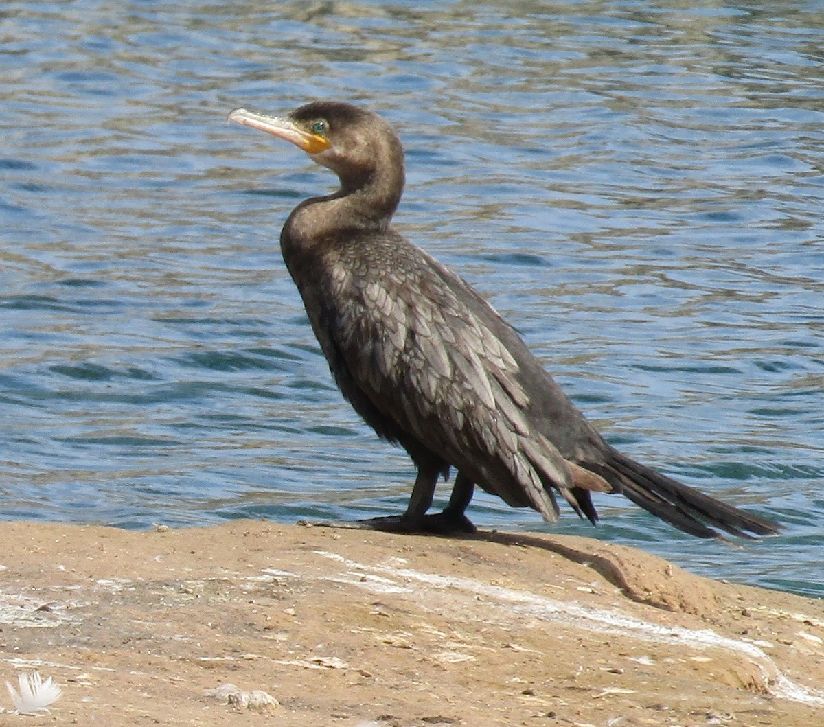 Neotropic Cormorant - ML306188141