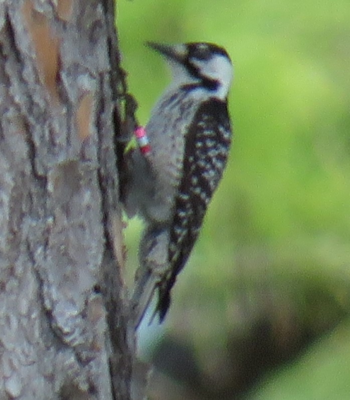 Red-cockaded Woodpecker - Greg Kanies