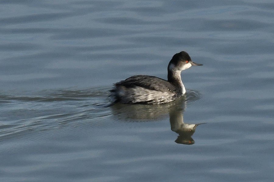 Eared Grebe - ML306192641