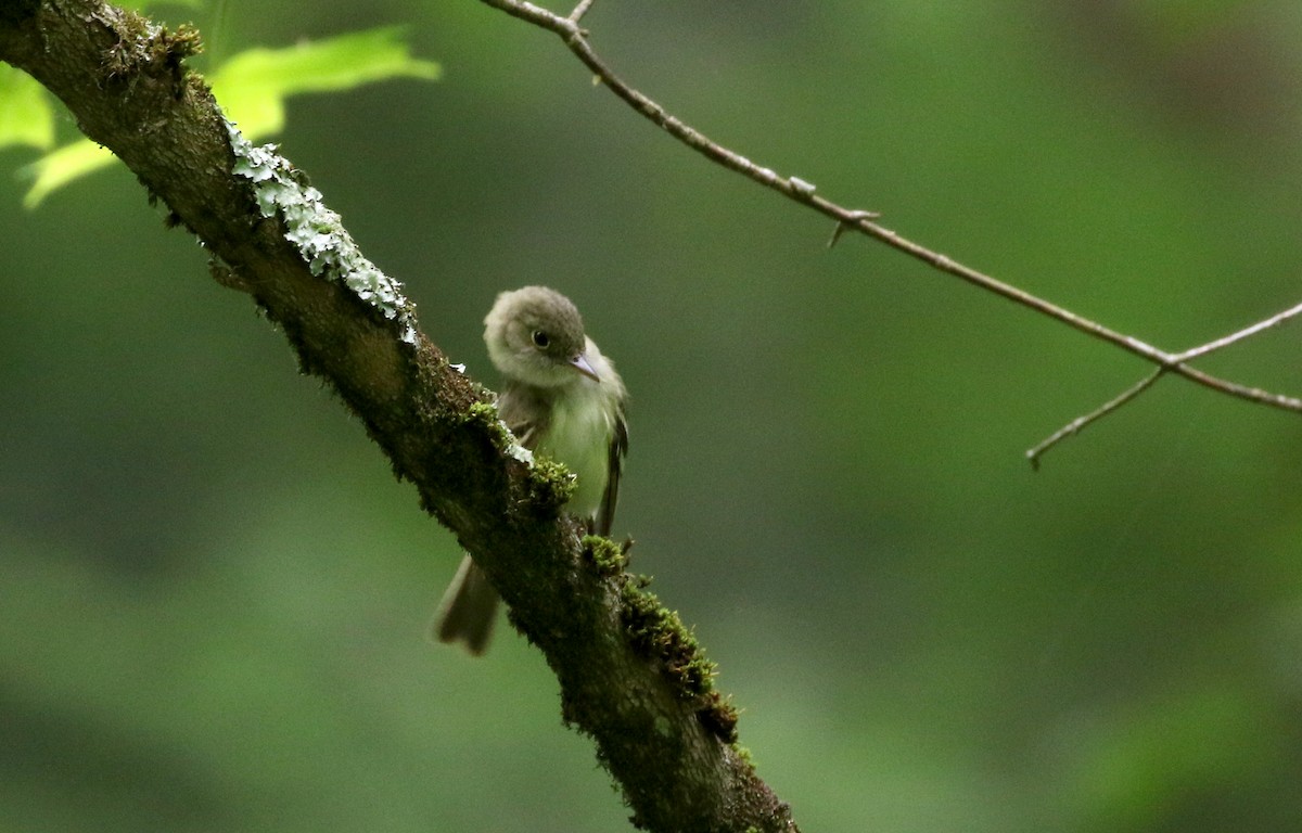 Acadian Flycatcher - Jay McGowan