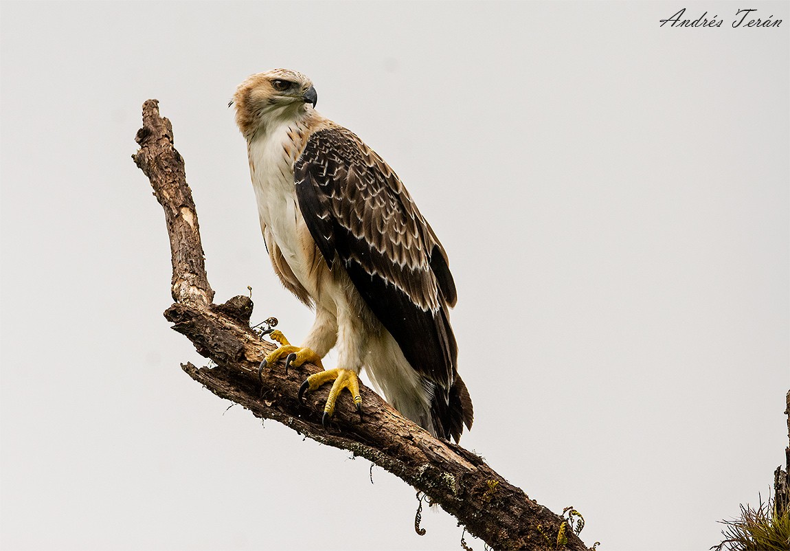 Black-and-chestnut Eagle - ML306195271