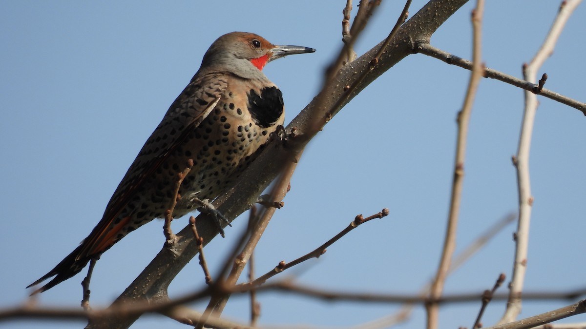 Northern Flicker - ML306196461