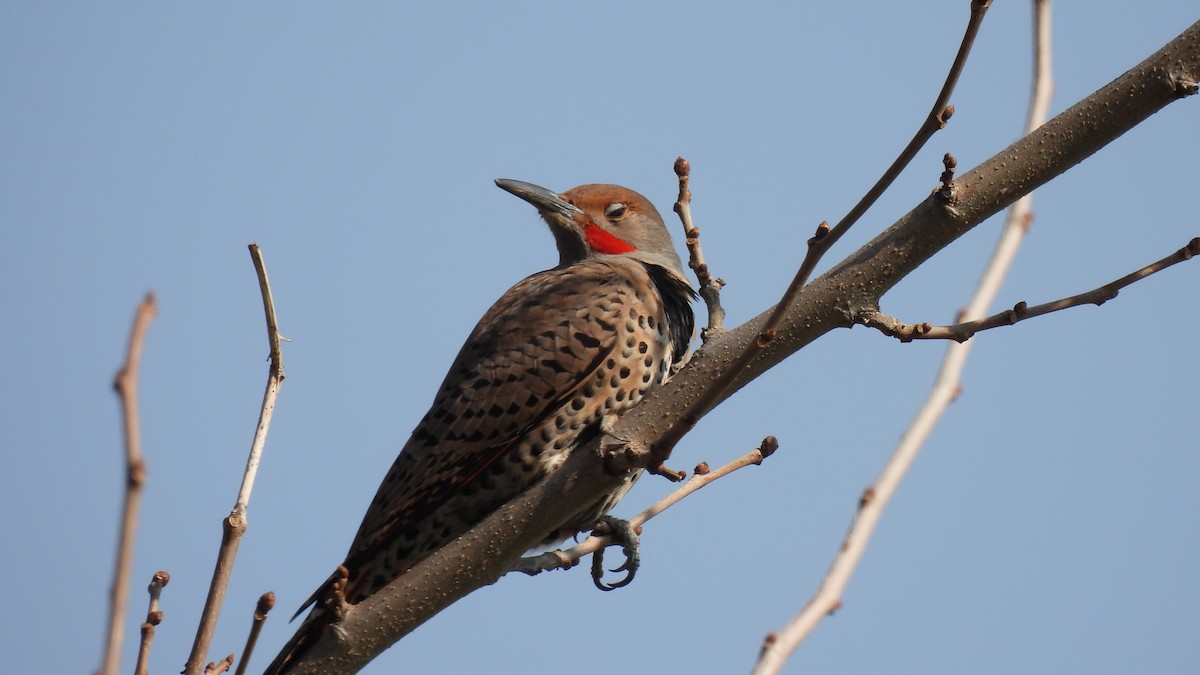 Northern Flicker - ML306196491