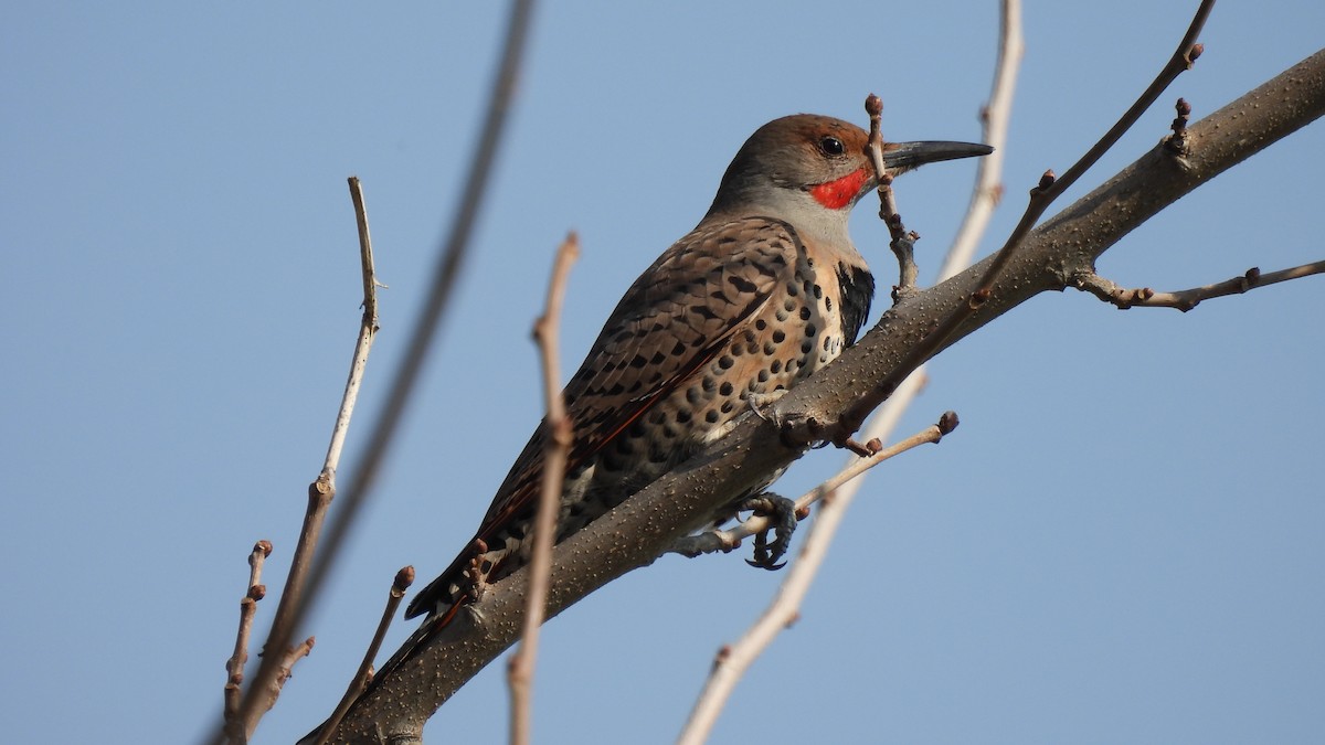 Northern Flicker - ML306196531