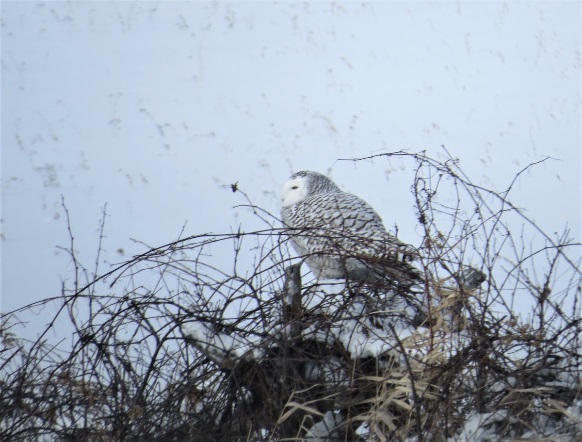 Snowy Owl - ML306196991