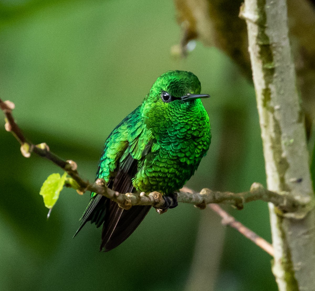 Short-tailed Emerald - Ron Hoff Dollyann Myers