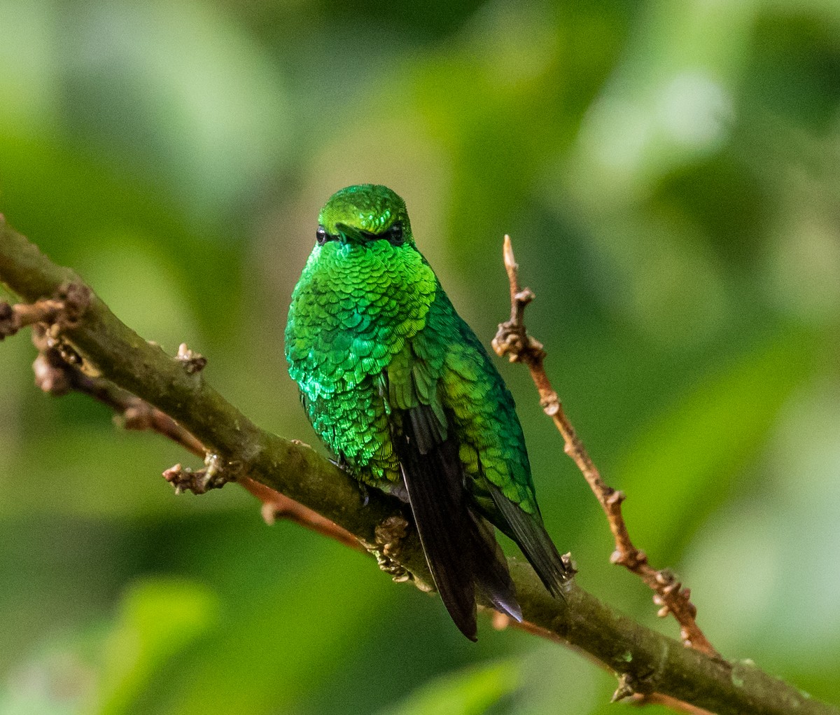 Short-tailed Emerald - Ron Hoff Dollyann Myers