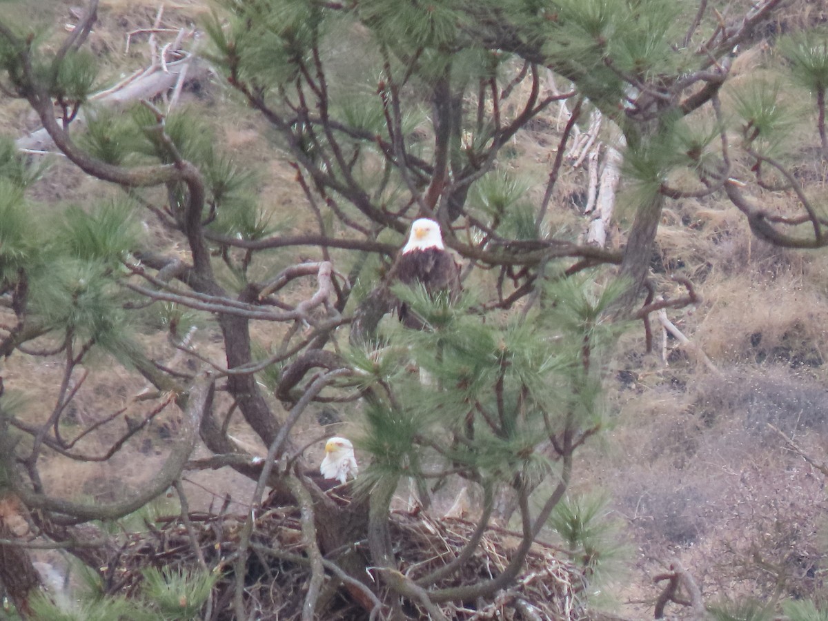 Bald Eagle - ML306198761