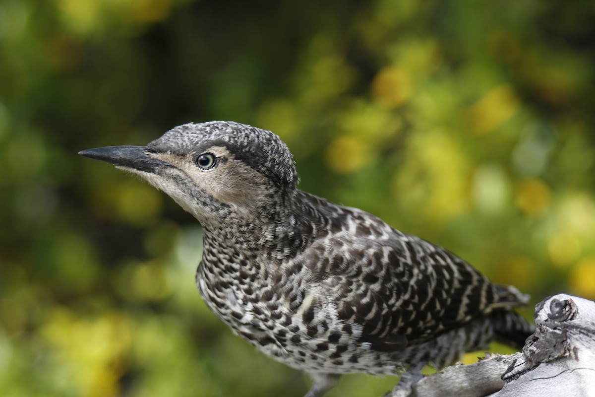 Chilean Flicker - Craig McQueen