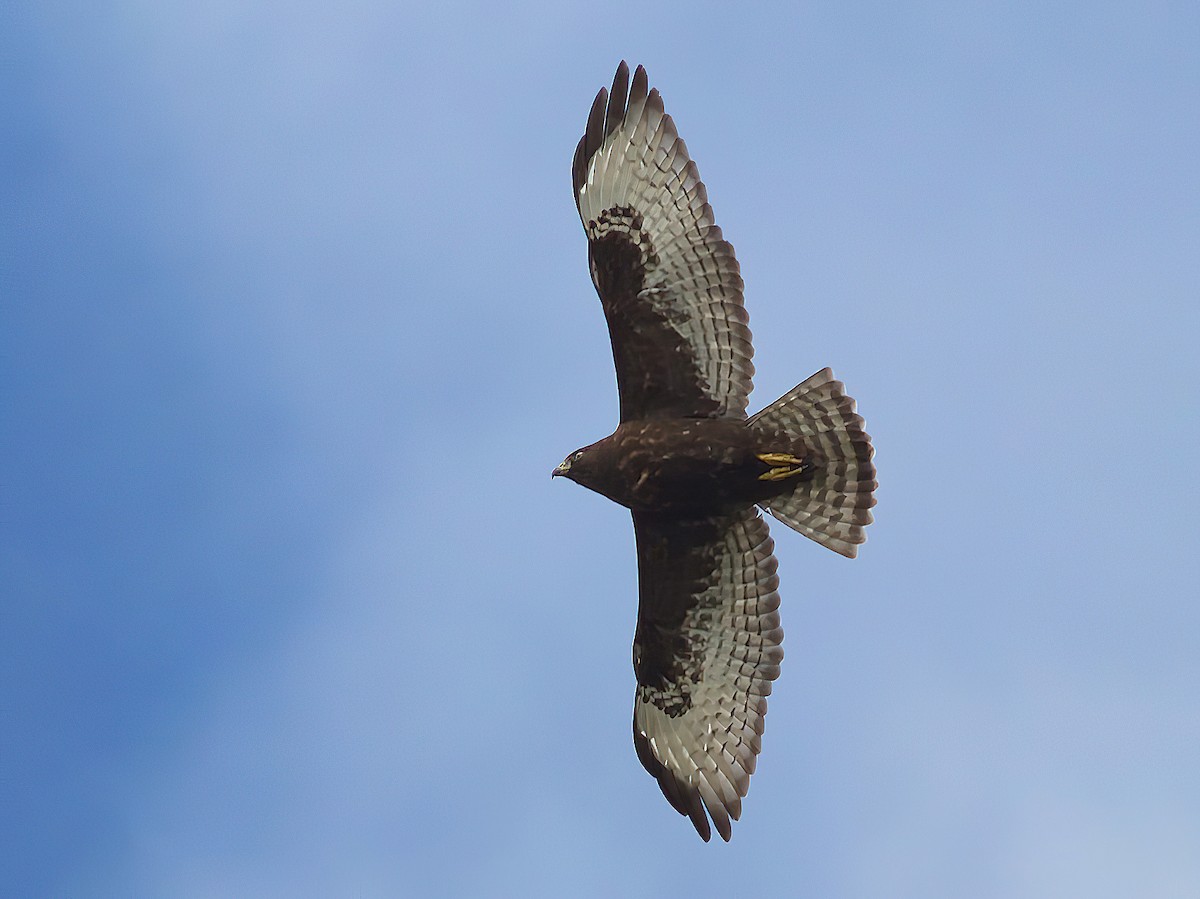 Juvenile dark morph