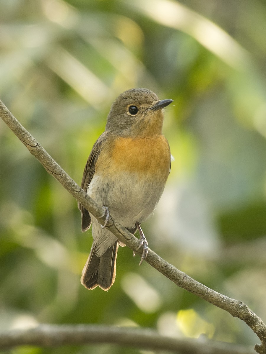 Blue-throated Flycatcher - ML306200831