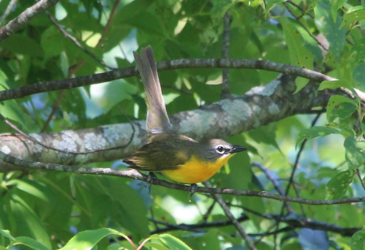 Yellow-breasted Chat - ML30620161