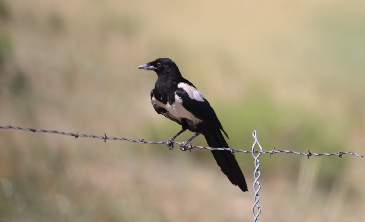 Black-billed Magpie - ML306203291