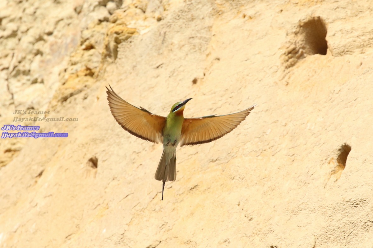 Blue-tailed Bee-eater - ML30620521